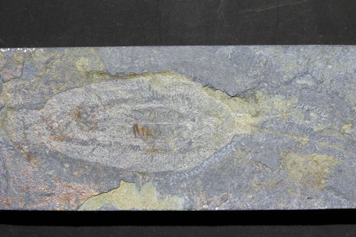 The holotype specimen of Nektognathus from Sirius Passet